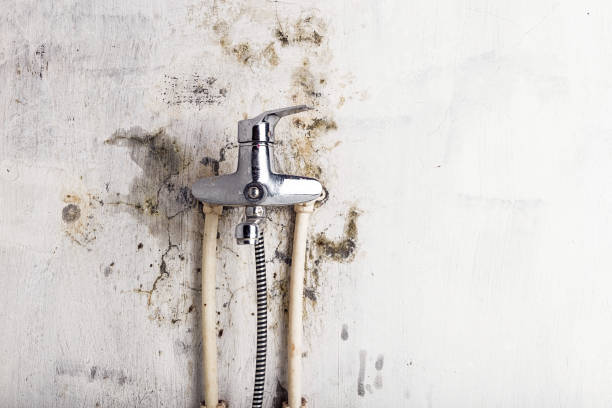 Best Basement Mold Remediation in Boulevard Park, WA