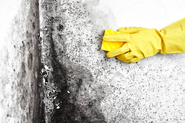 Best Industrial Mold Remediation in Boulevard Park, WA