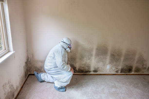 Best Mold Testing and Inspection Services in Boulevard Park, WA