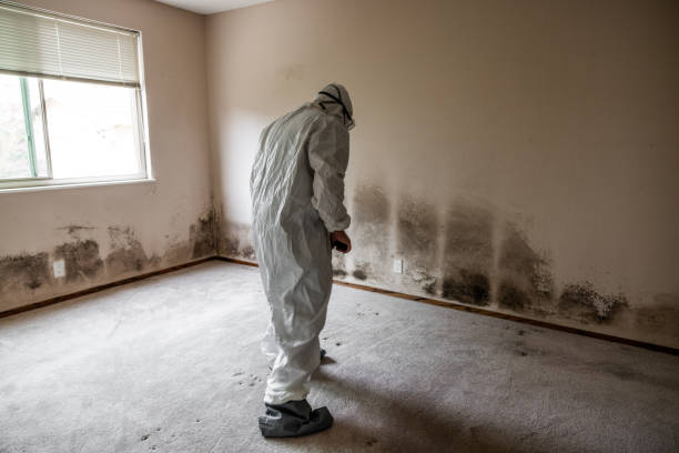 Best Residential Mold Remediation in Boulevard Park, WA