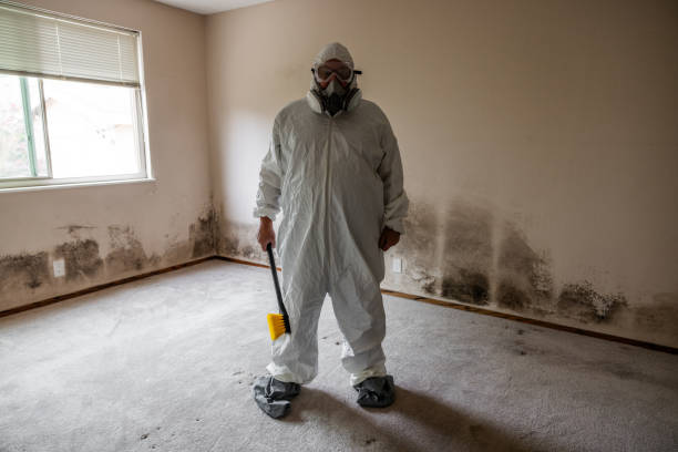 Best Black Mold Remediation in Boulevard Park, WA